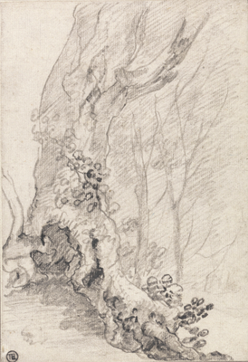 Study of an Old Tree: Trunk and creeper-covered Roots