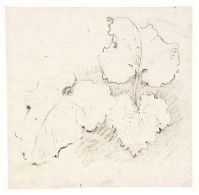 Study of Plants: Three Acanthus Leaves