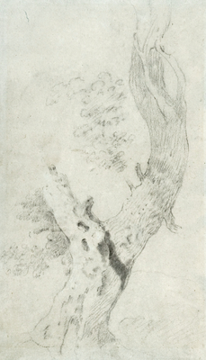 Study of a Tree Trunk